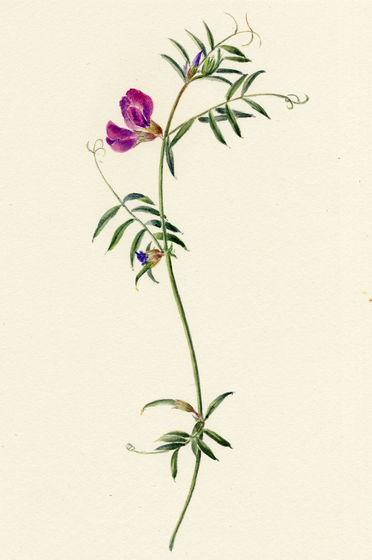 Falloon, Common Vetch Flower (Vicia sativa), Tonbridge, Kent – 1902 watercolour painting