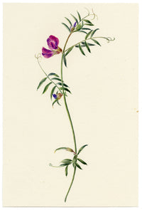 Falloon, Common Vetch Flower (Vicia sativa), Tonbridge, Kent – 1902 watercolour painting