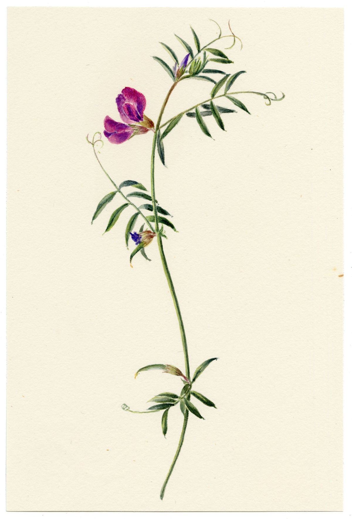 Falloon, Common Vetch Flower (Vicia sativa), Tonbridge, Kent – 1902 watercolour painting