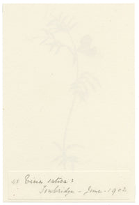 Falloon, Common Vetch Flower (Vicia sativa), Tonbridge, Kent – 1902 watercolour painting
