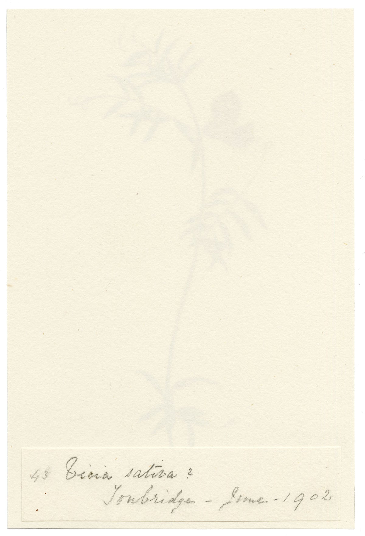 Falloon, Common Vetch Flower (Vicia sativa), Tonbridge, Kent – 1902 watercolour painting