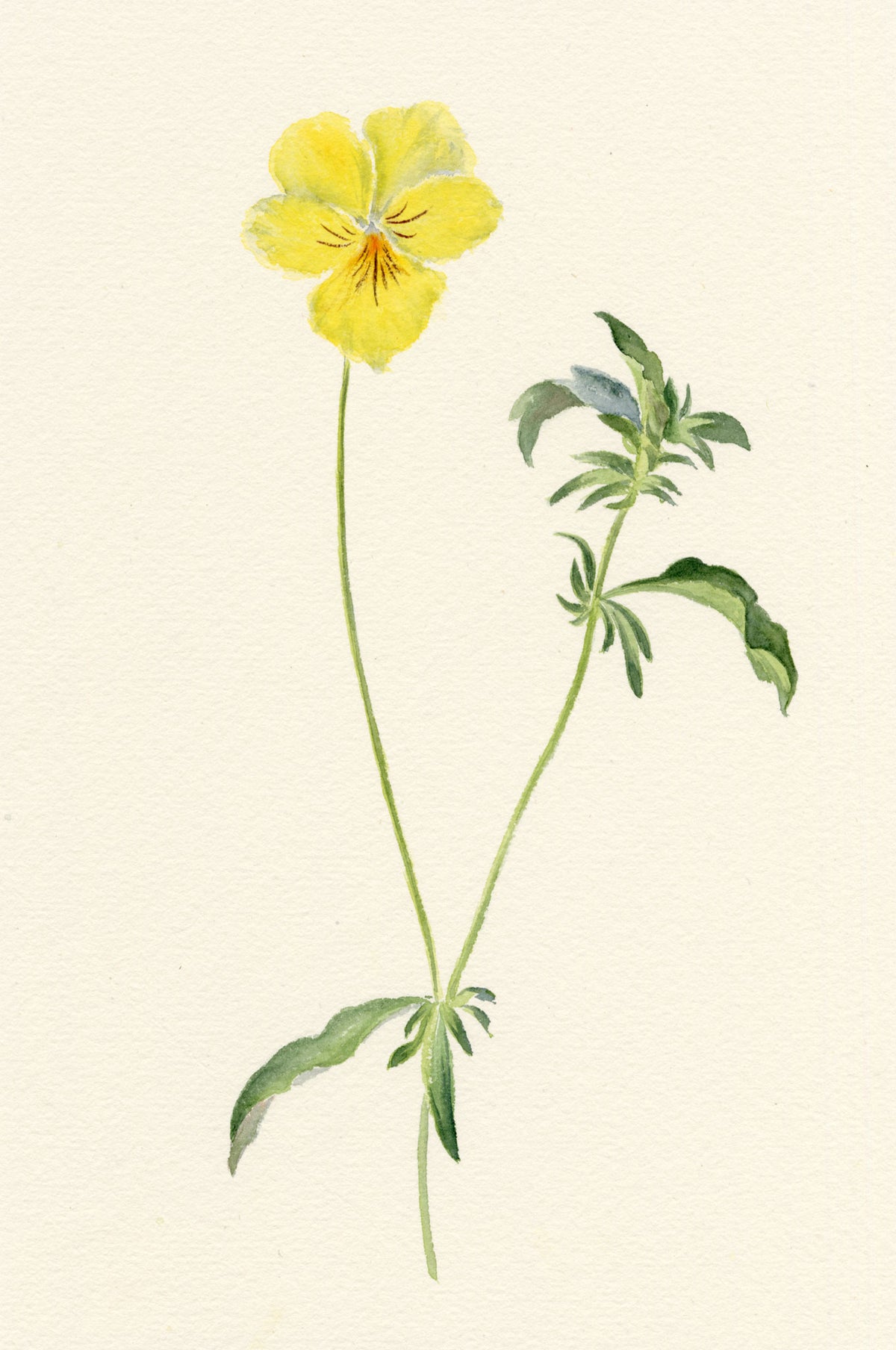 Falloon, Alpine Pansy Flower (Viola calcarata), Mürren, Switzerland – 1900 watercolour painting