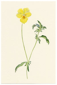 Falloon, Alpine Pansy Flower (Viola calcarata), Mürren, Switzerland – 1900 watercolour painting