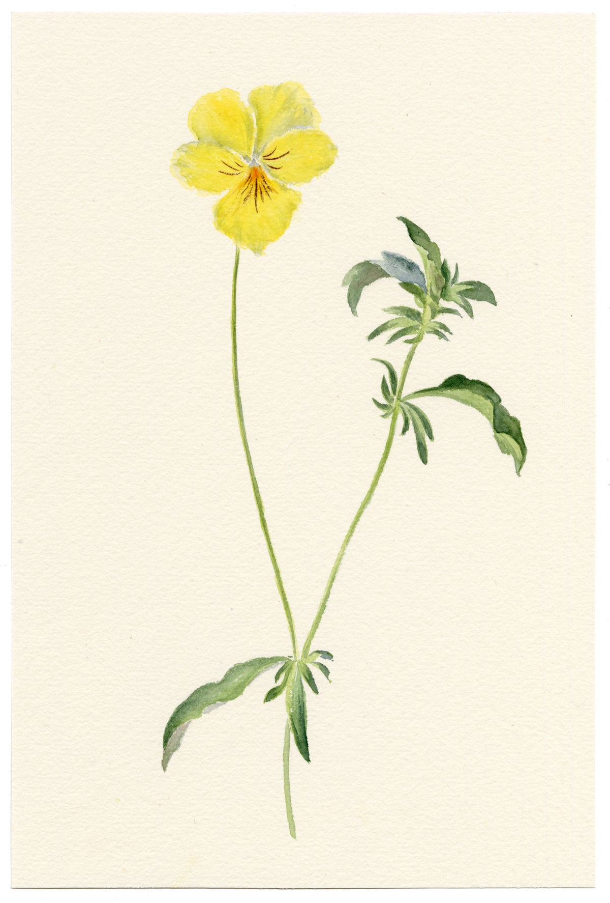 Falloon, Alpine Pansy Flower (Viola calcarata), Mürren, Switzerland – 1900 watercolour painting
