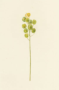 Falloon, Field Pennycress (Thlaspi arvense), near Dover, Kent – 1908 watercolour painting