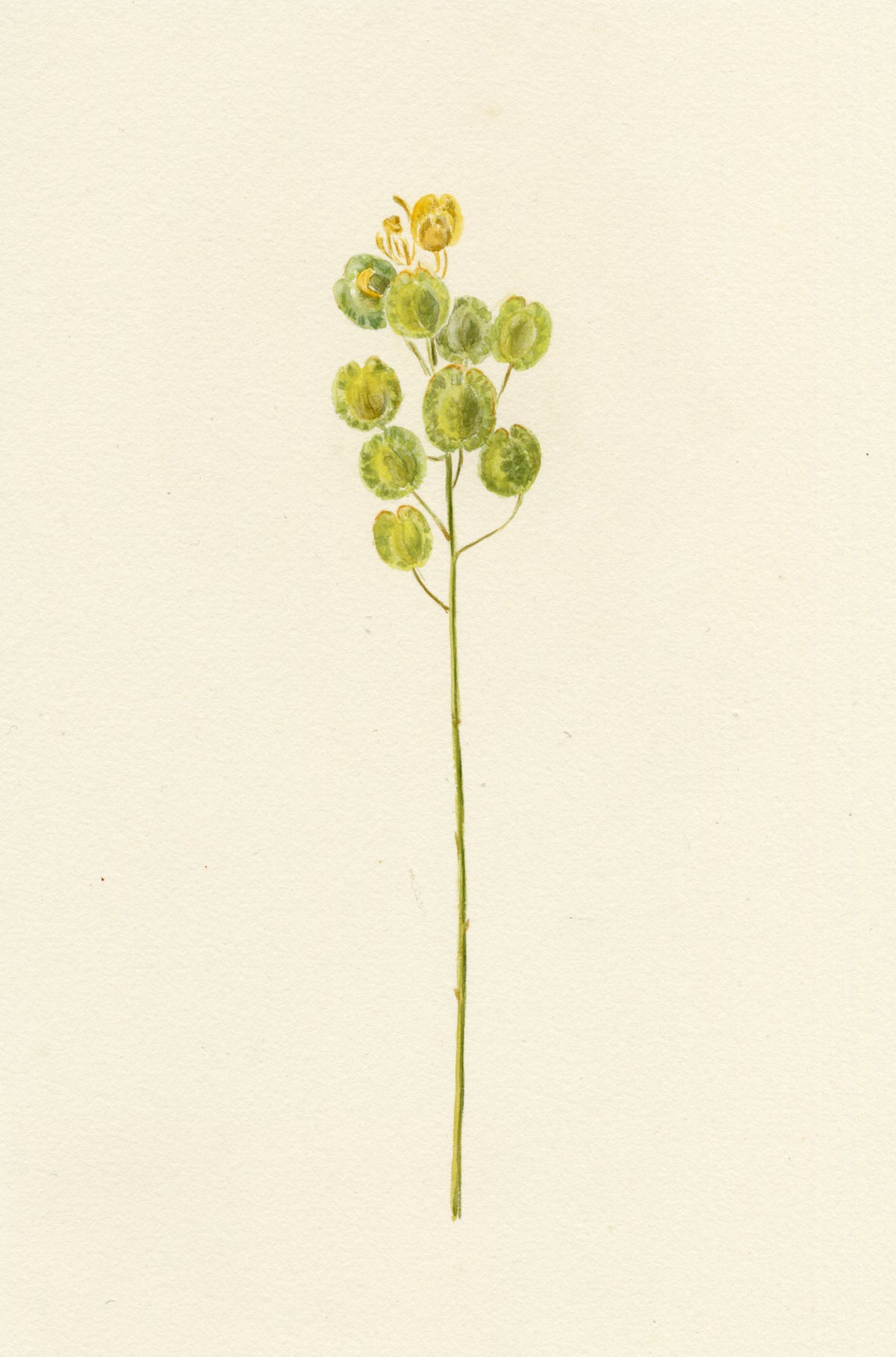 Falloon, Field Pennycress (Thlaspi arvense), near Dover, Kent – 1908 watercolour painting