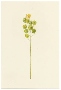Falloon, Field Pennycress (Thlaspi arvense), near Dover, Kent – 1908 watercolour painting