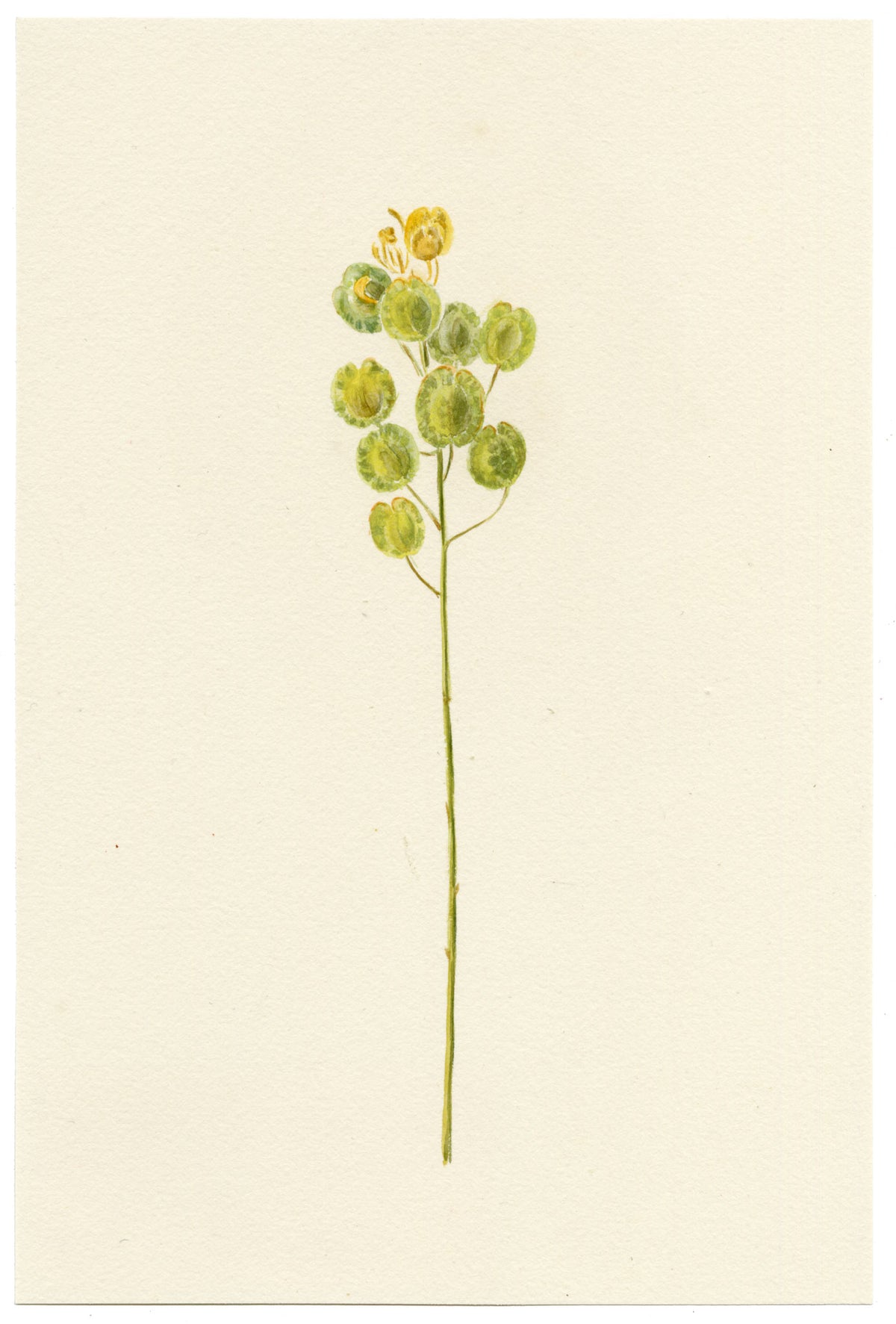 Falloon, Field Pennycress (Thlaspi arvense), near Dover, Kent – 1908 watercolour painting