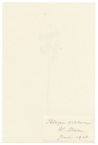 Falloon, Field Pennycress (Thlaspi arvense), near Dover, Kent – 1908 watercolour painting