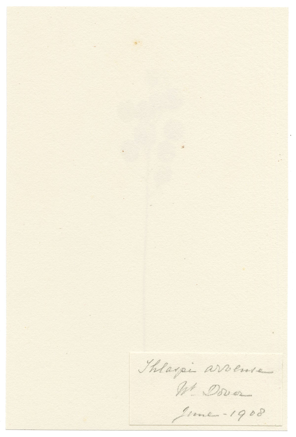 Falloon, Field Pennycress (Thlaspi arvense), near Dover, Kent – 1908 watercolour painting