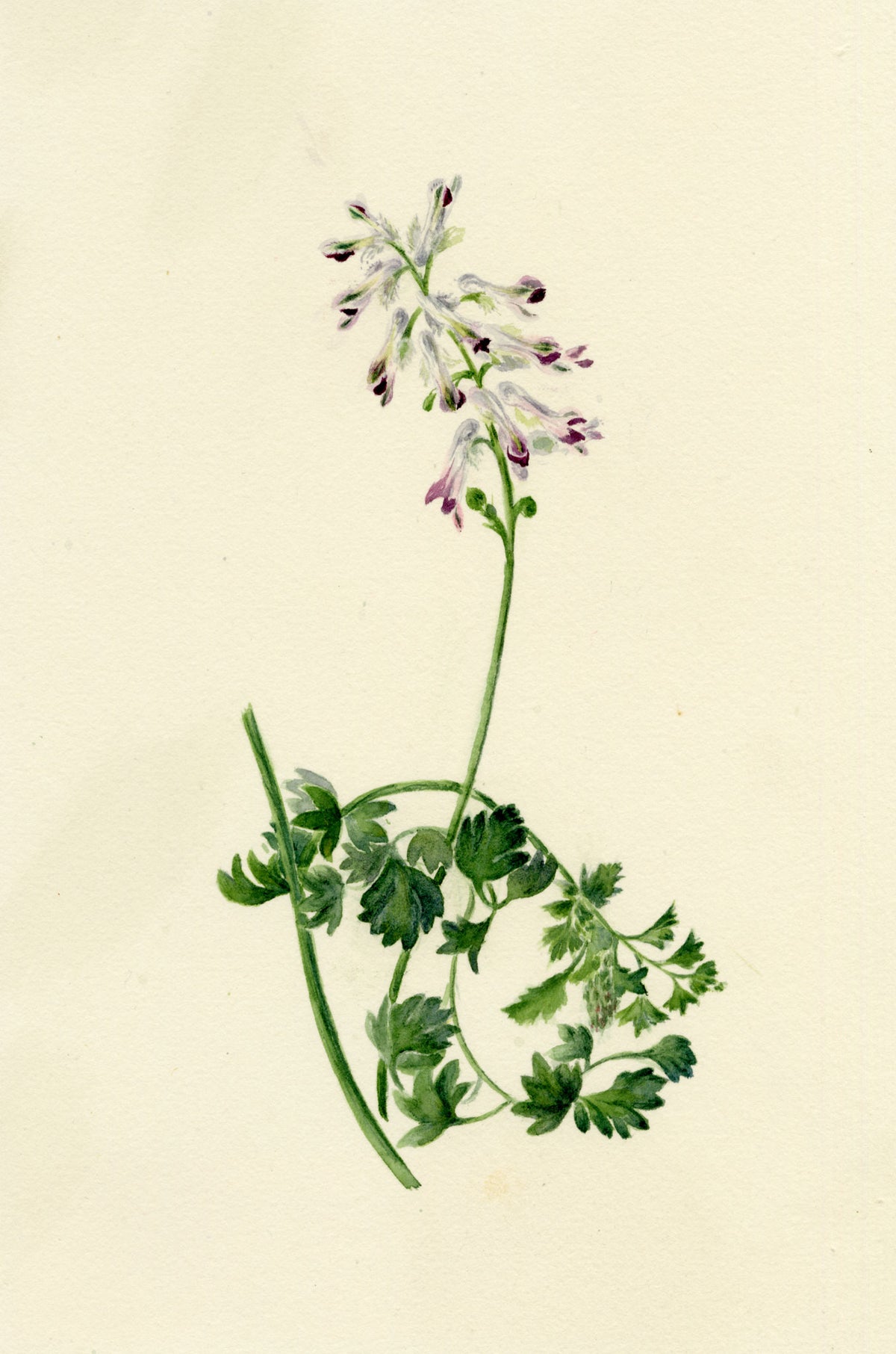 Falloon, White Ramping-fumitory Flower (Fumaria capreolata), Newquay, Cornwall – 1914 watercolour painting