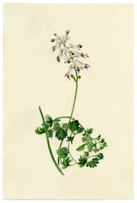 Falloon, White Ramping-fumitory Flower (Fumaria capreolata), Newquay, Cornwall – 1914 watercolour painting