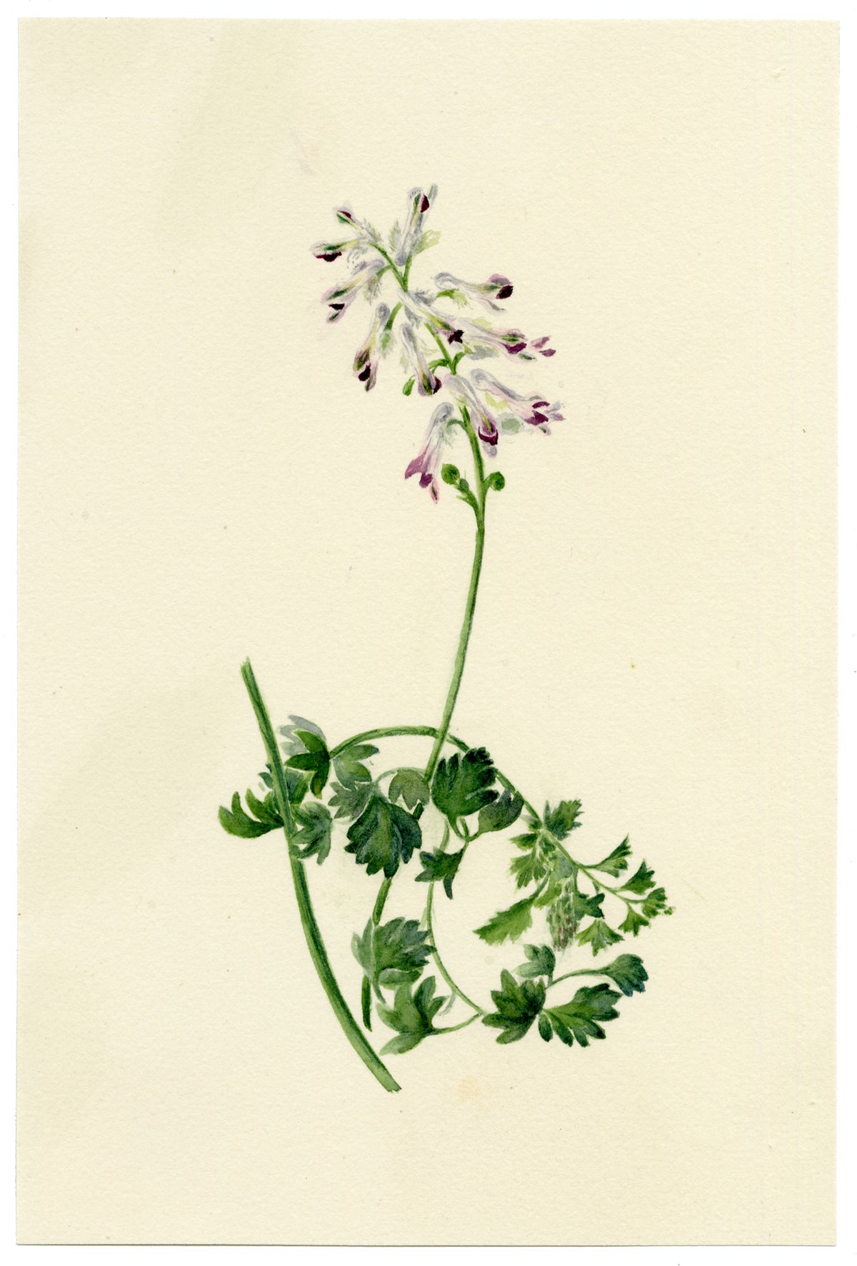 Falloon, White Ramping-fumitory Flower (Fumaria capreolata), Newquay, Cornwall – 1914 watercolour painting