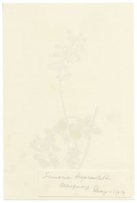 Falloon, White Ramping-fumitory Flower (Fumaria capreolata), Newquay, Cornwall – 1914 watercolour painting