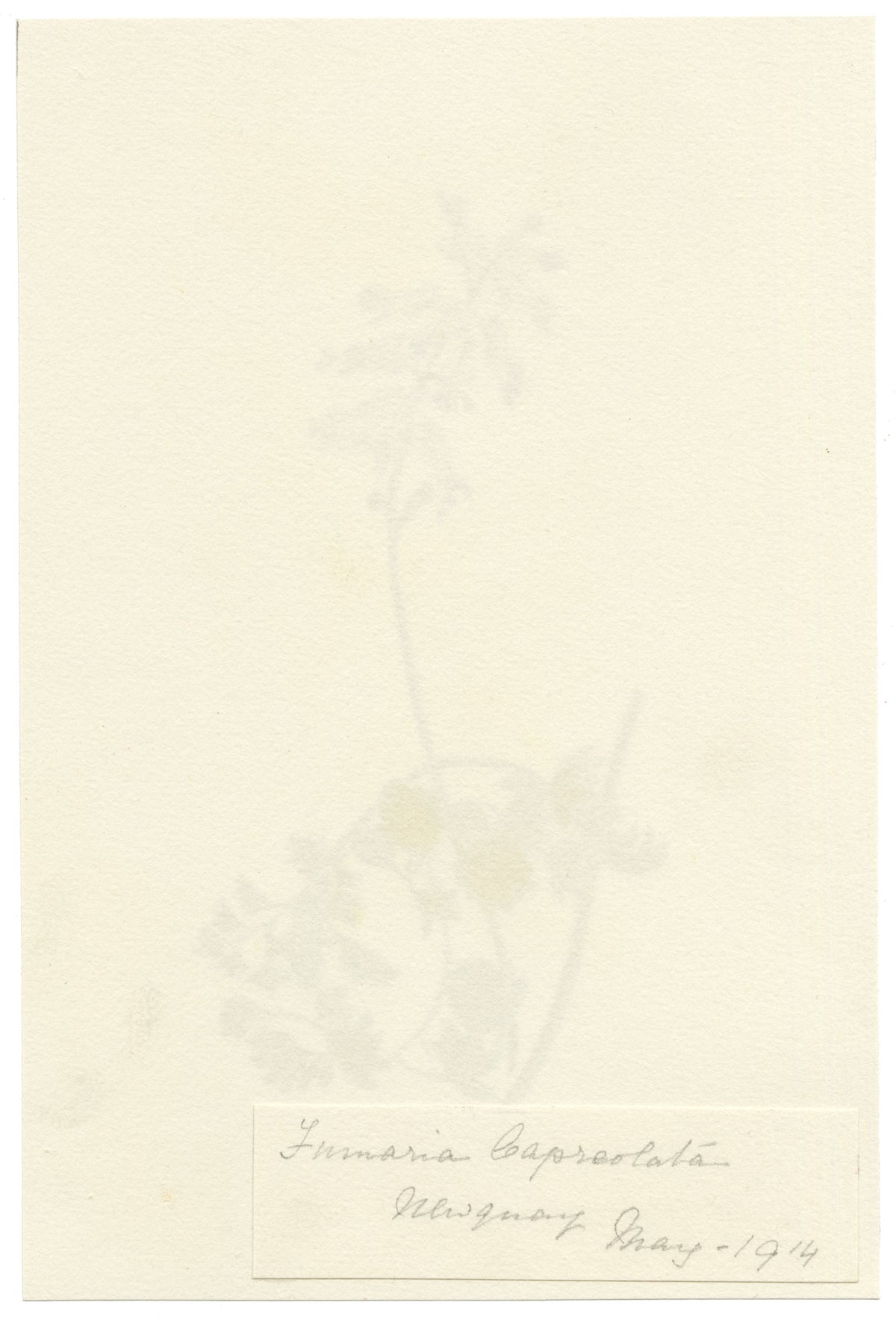 Falloon, White Ramping-fumitory Flower (Fumaria capreolata), Newquay, Cornwall – 1914 watercolour painting