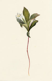 Falloon, Chickweed-wintergreen Flower (Trientalis europaea), Comrie, Scotland – 1899 watercolour painting