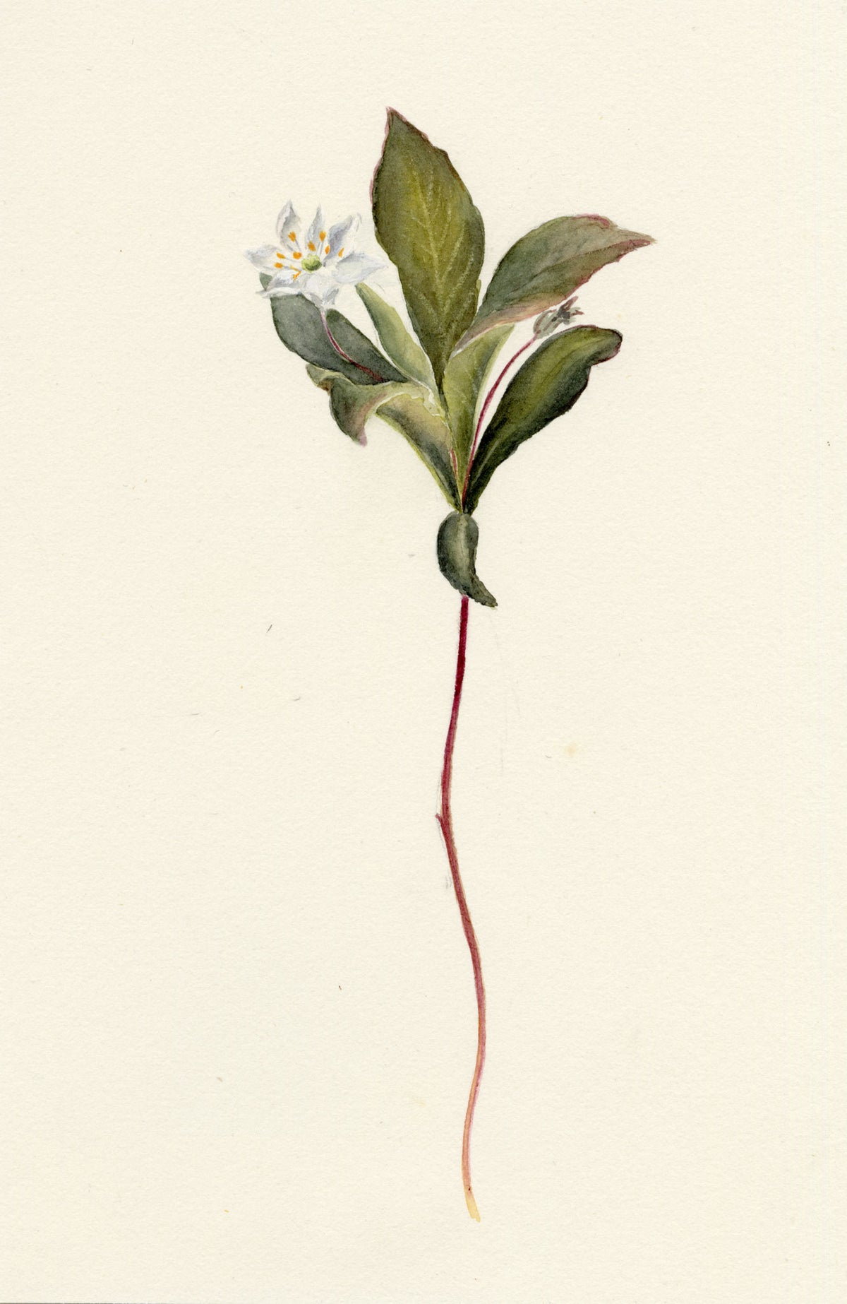 Falloon, Chickweed-wintergreen Flower (Trientalis europaea), Comrie, Scotland – 1899 watercolour painting