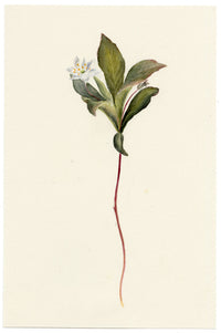 Falloon, Chickweed-wintergreen Flower (Trientalis europaea), Comrie, Scotland – 1899 watercolour painting
