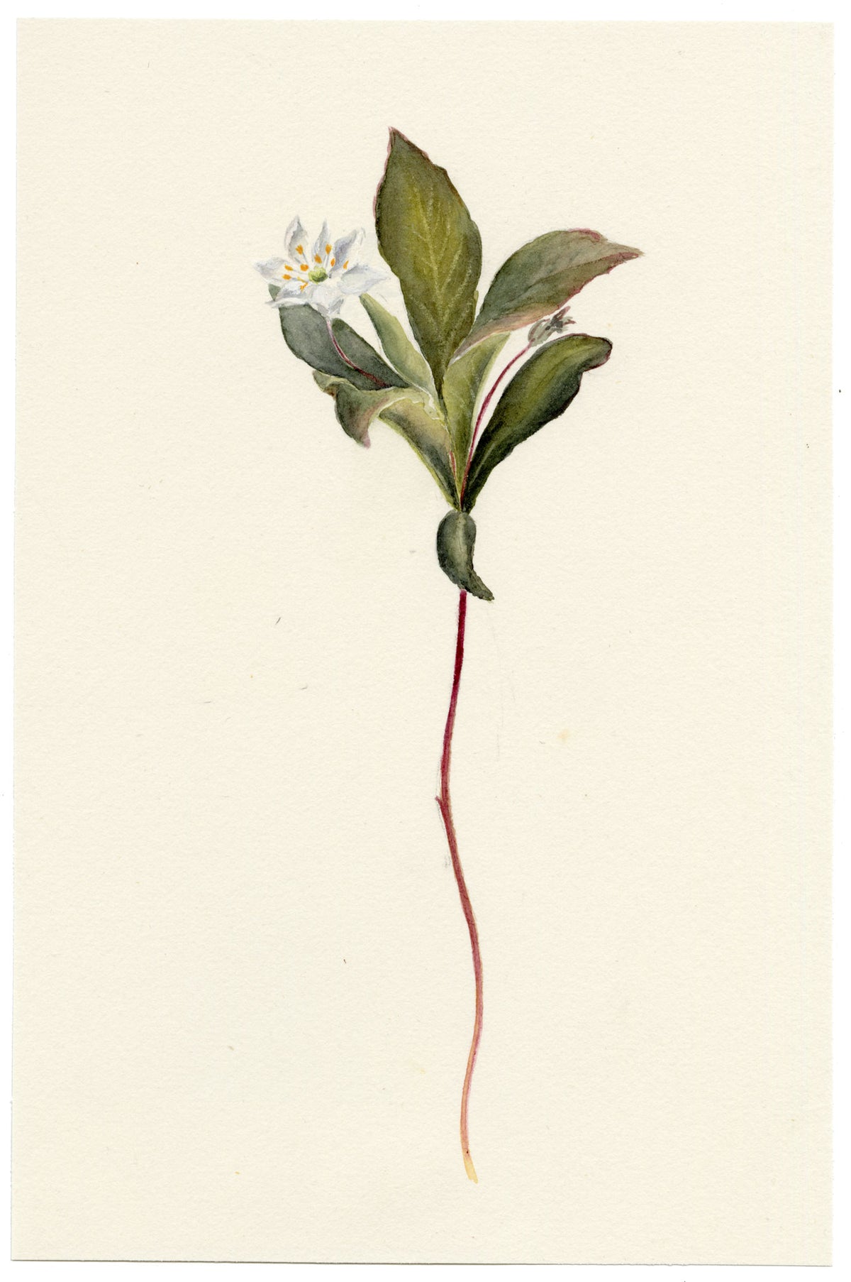Falloon, Chickweed-wintergreen Flower (Trientalis europaea), Comrie, Scotland – 1899 watercolour painting