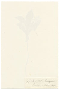 Falloon, Chickweed-wintergreen Flower (Trientalis europaea), Comrie, Scotland – 1899 watercolour painting