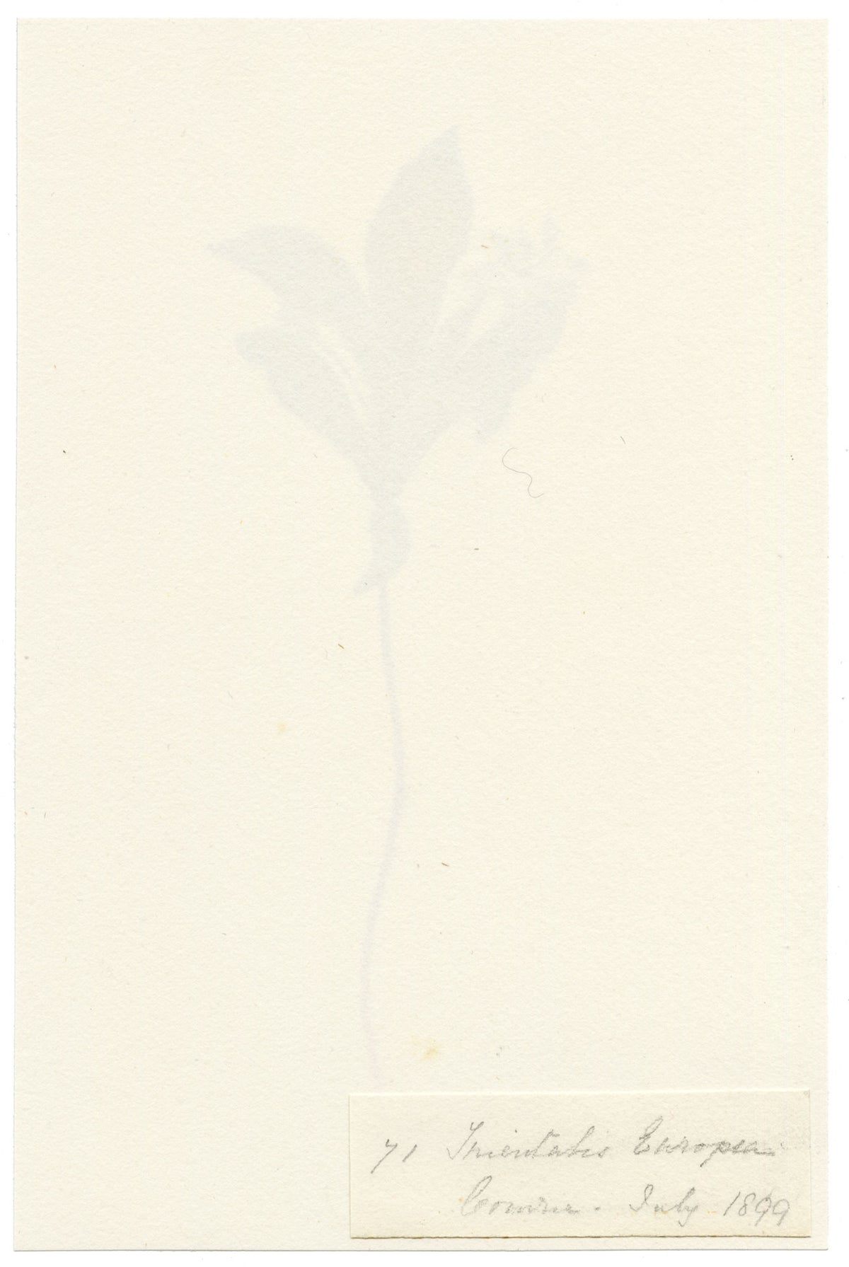Falloon, Chickweed-wintergreen Flower (Trientalis europaea), Comrie, Scotland – 1899 watercolour painting