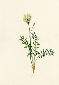 Falloon, Field Locoweed (Oxytropis campestris), Les Diablerets, Switzerland – 1901 watercolour painting