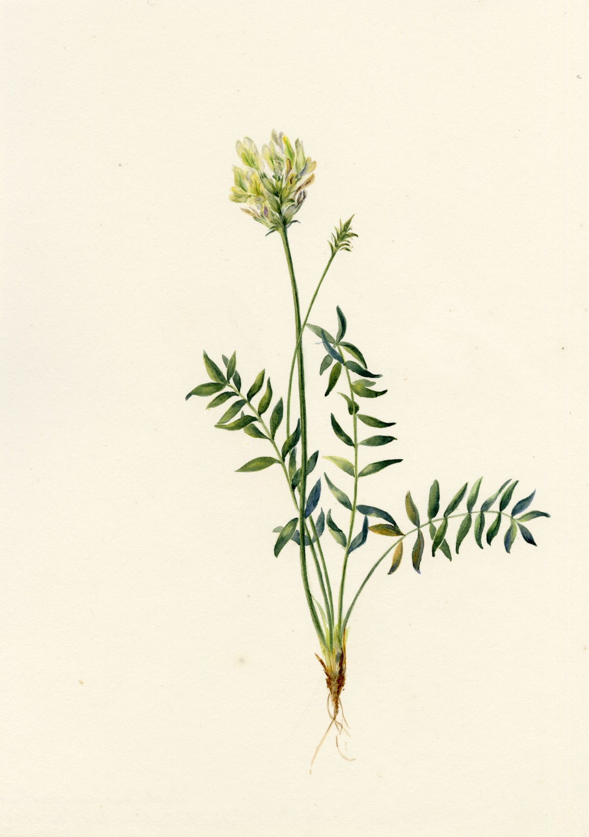 Falloon, Field Locoweed (Oxytropis campestris), Les Diablerets, Switzerland – 1901 watercolour painting