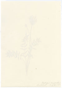 Falloon, Field Locoweed (Oxytropis campestris), Les Diablerets, Switzerland – 1901 watercolour painting