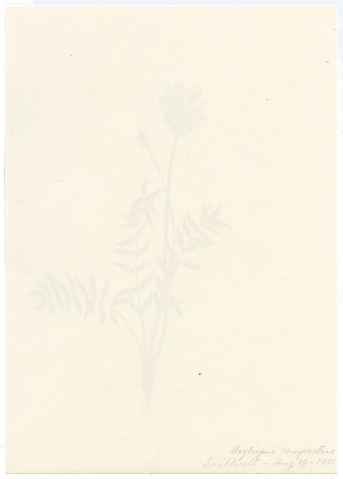 Falloon, Field Locoweed (Oxytropis campestris), Les Diablerets, Switzerland – 1901 watercolour painting
