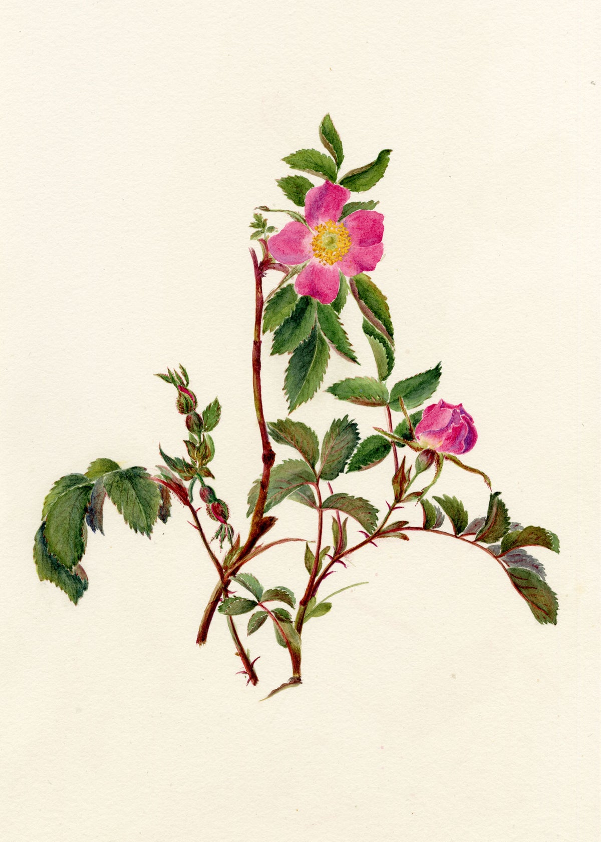 Falloon, Alpine Rose Flower (Rosa pendulina) – c.1902 watercolour painting