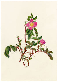 Falloon, Alpine Rose Flower (Rosa pendulina) – c.1902 watercolour painting