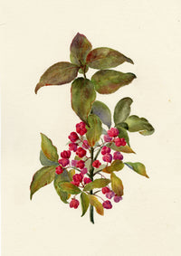 Falloon, European Spindle Flower (Euonymus europaeus), Shepherd's Well, Kent – 1902 watercolour painting