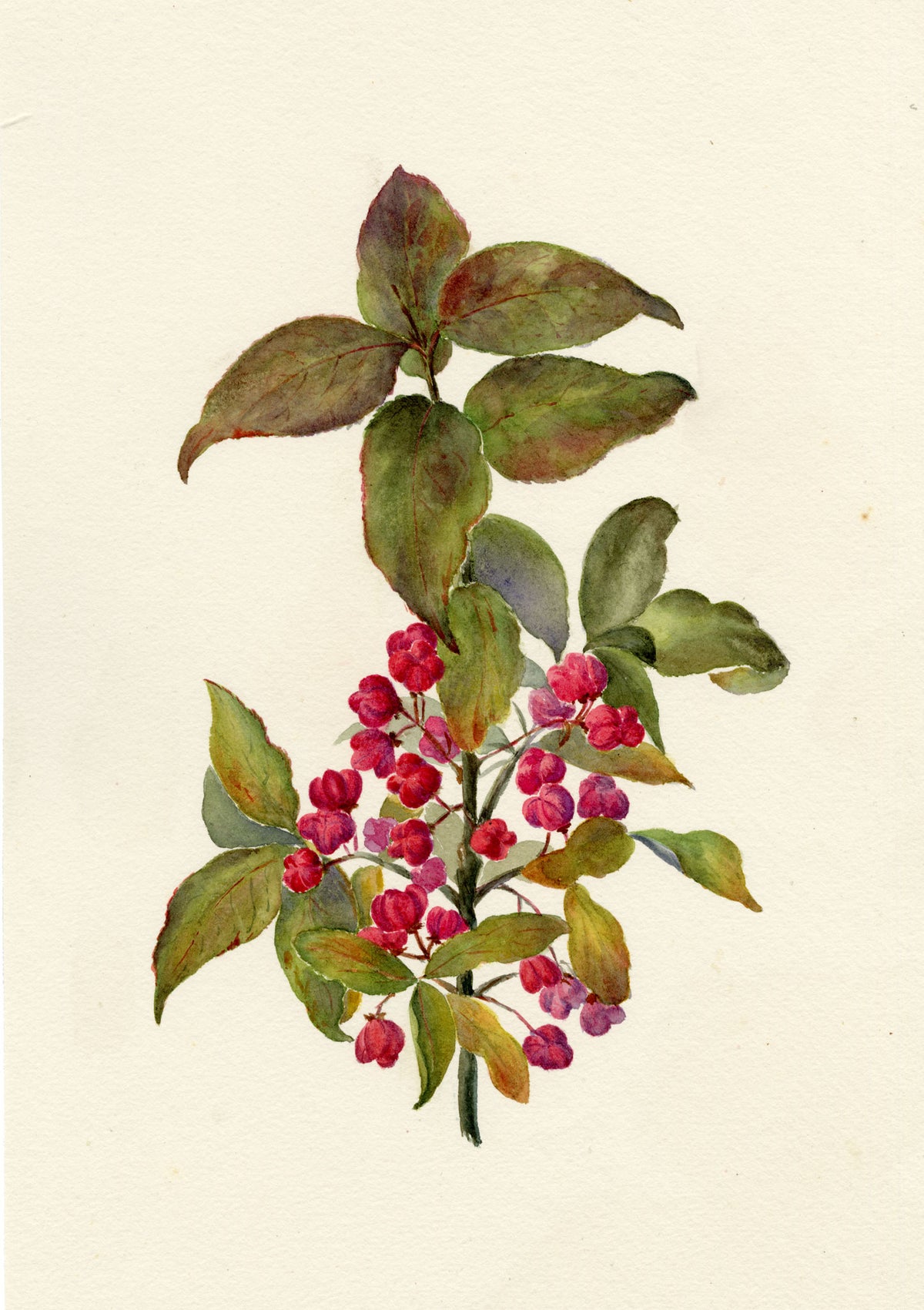Falloon, European Spindle Flower (Euonymus europaeus), Shepherd's Well, Kent – 1902 watercolour painting