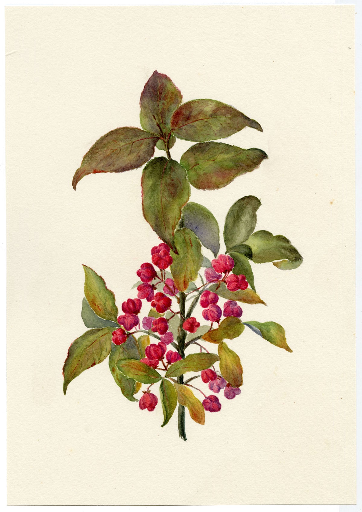 Falloon, European Spindle Flower (Euonymus europaeus), Shepherd's Well, Kent – 1902 watercolour painting