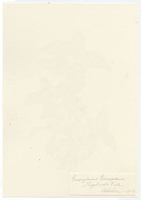 Falloon, European Spindle Flower (Euonymus europaeus), Shepherd's Well, Kent – 1902 watercolour painting
