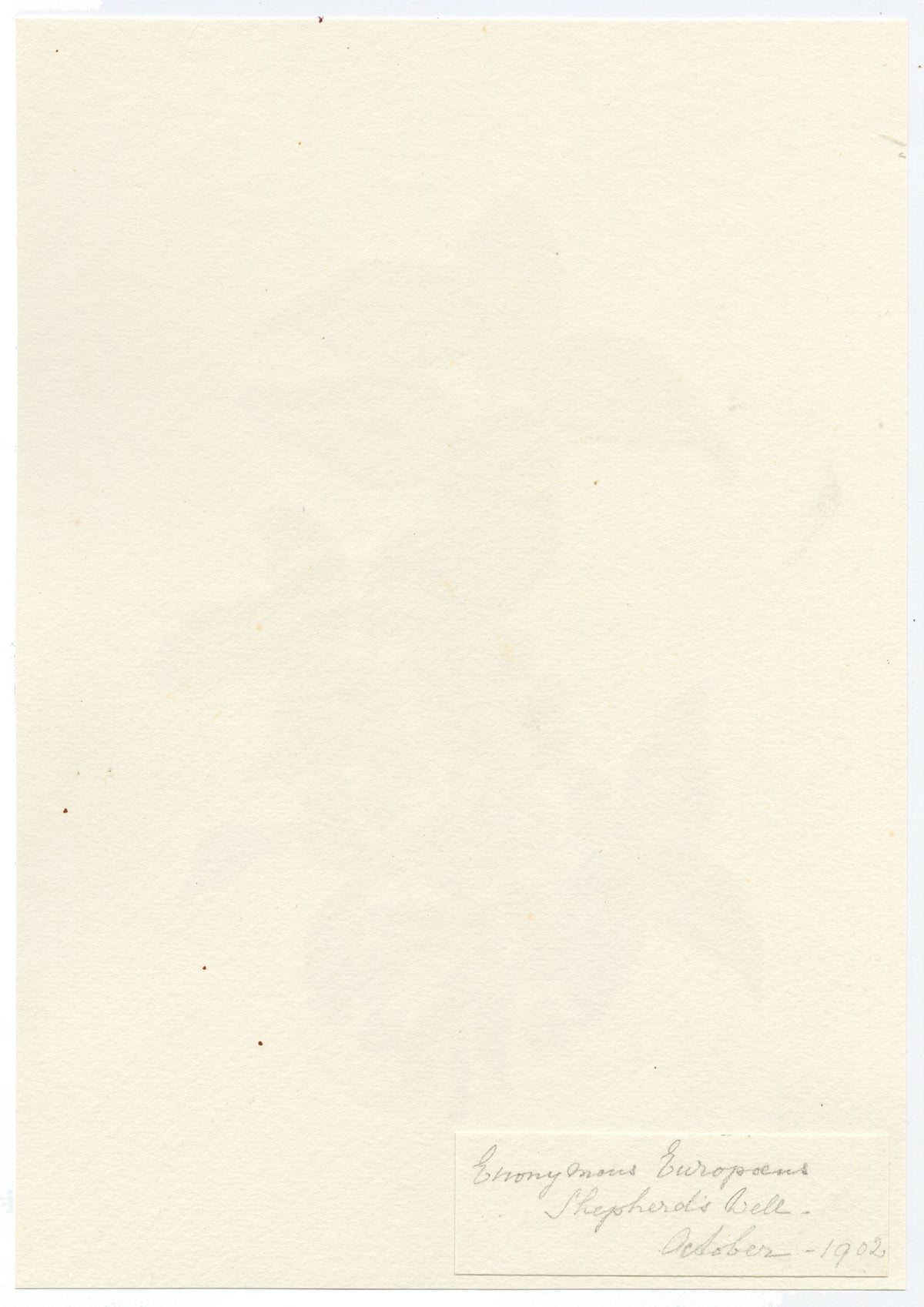 Falloon, European Spindle Flower (Euonymus europaeus), Shepherd's Well, Kent – 1902 watercolour painting