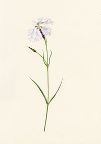 Falloon, Dianthus superbus Flower, Rigi, Switzerland – 1910 watercolour painting