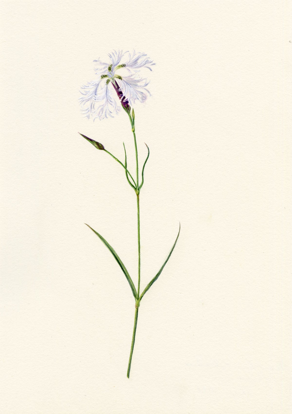 Falloon, Dianthus superbus Flower, Rigi, Switzerland – 1910 watercolour painting