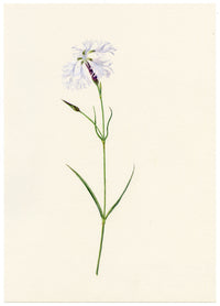 Falloon, Dianthus superbus Flower, Rigi, Switzerland – 1910 watercolour painting