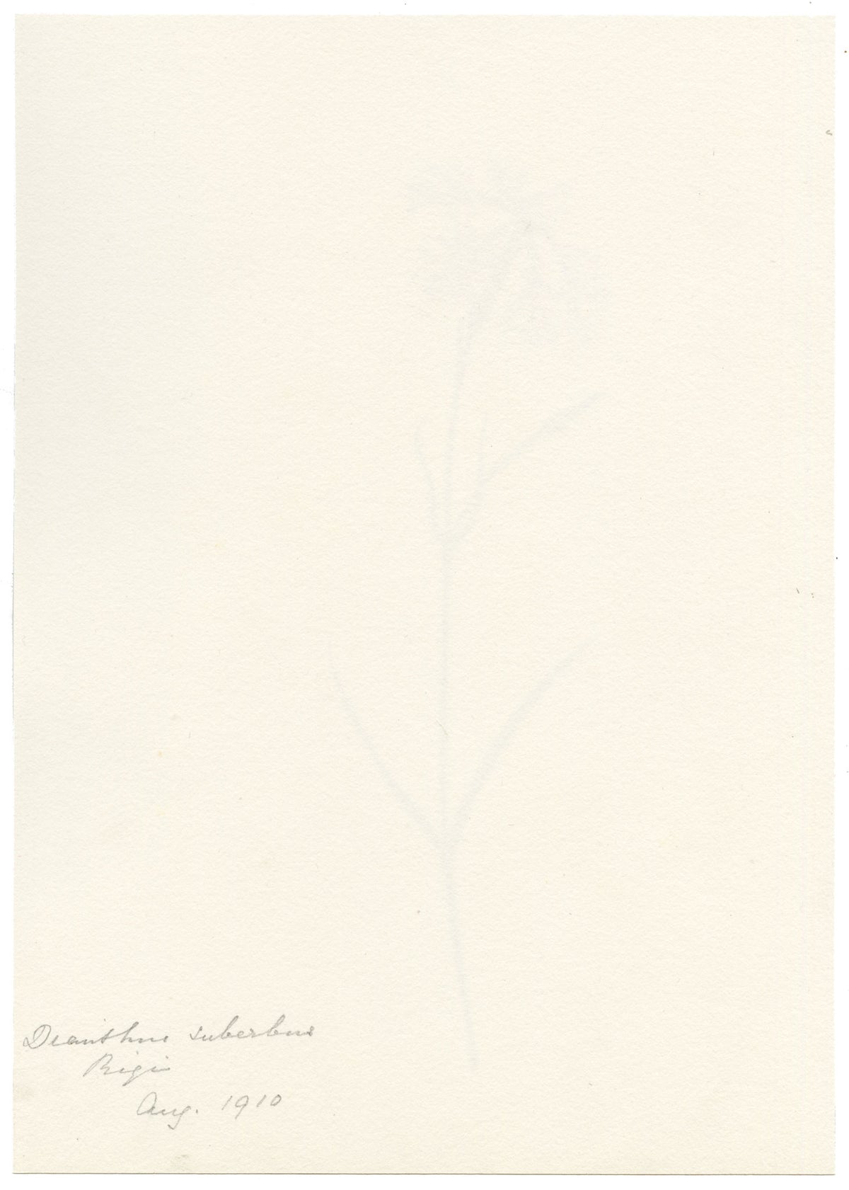 Falloon, Dianthus superbus Flower, Rigi, Switzerland – 1910 watercolour painting