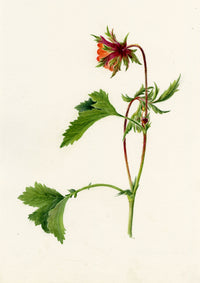 Falloon, Water Avens Flower (Geum rivale), Maderanertal, Switzerland – c.1905 watercolour painting