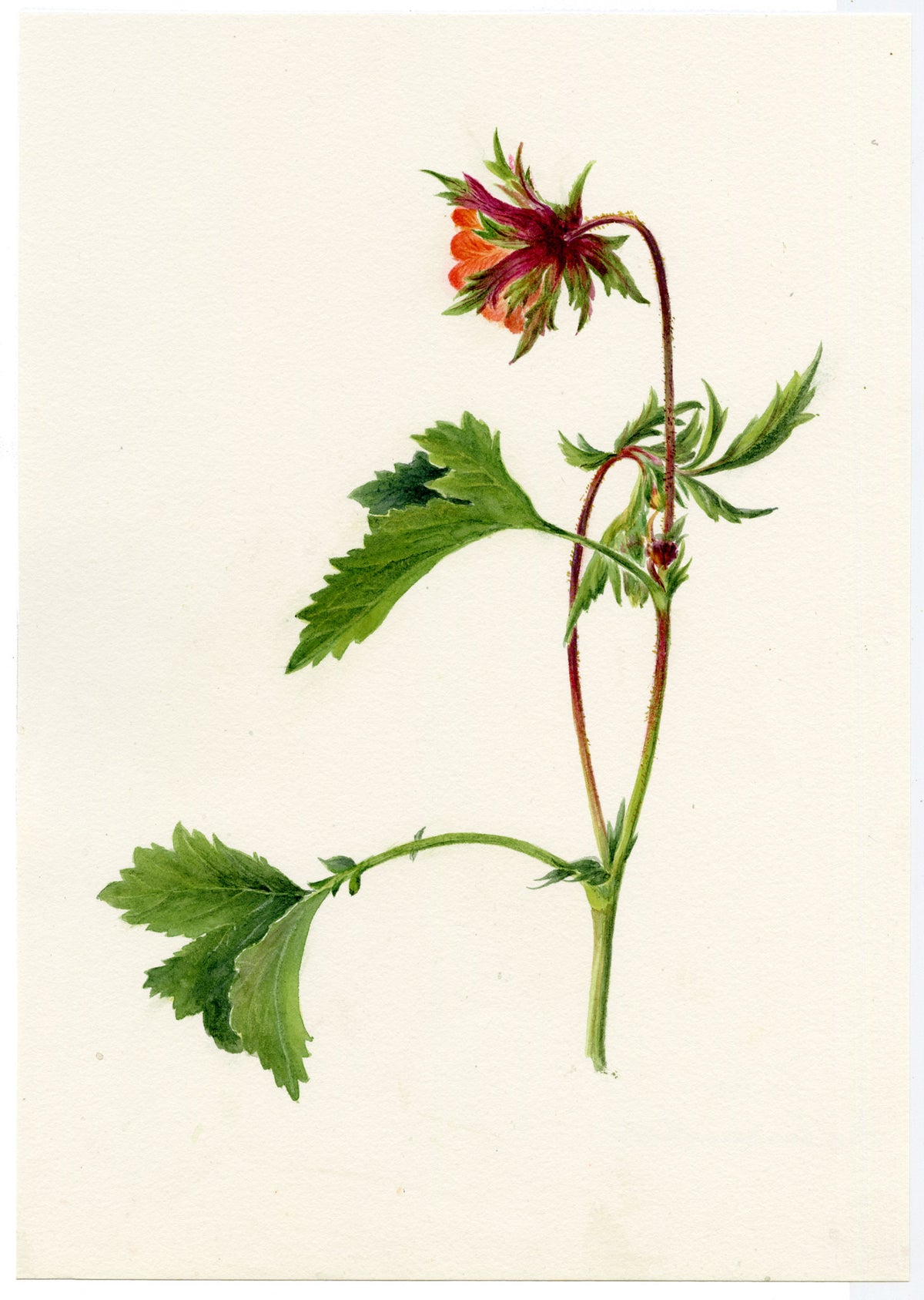 Falloon, Water Avens Flower (Geum rivale), Maderanertal, Switzerland – c.1905 watercolour painting