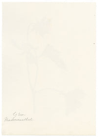 Falloon, Water Avens Flower (Geum rivale), Maderanertal, Switzerland – c.1905 watercolour painting