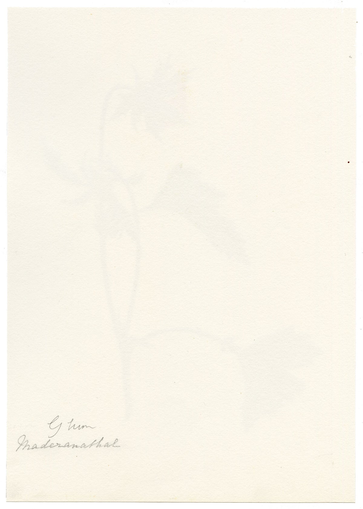 Falloon, Water Avens Flower (Geum rivale), Maderanertal, Switzerland – c.1905 watercolour painting