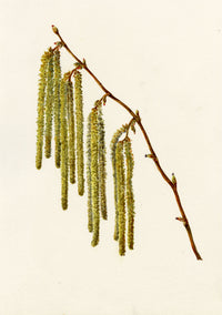 Falloon, Common Hazel Tree Catkins (Corylus avellana), Temple Ewell, Kent – 1912 watercolour painting