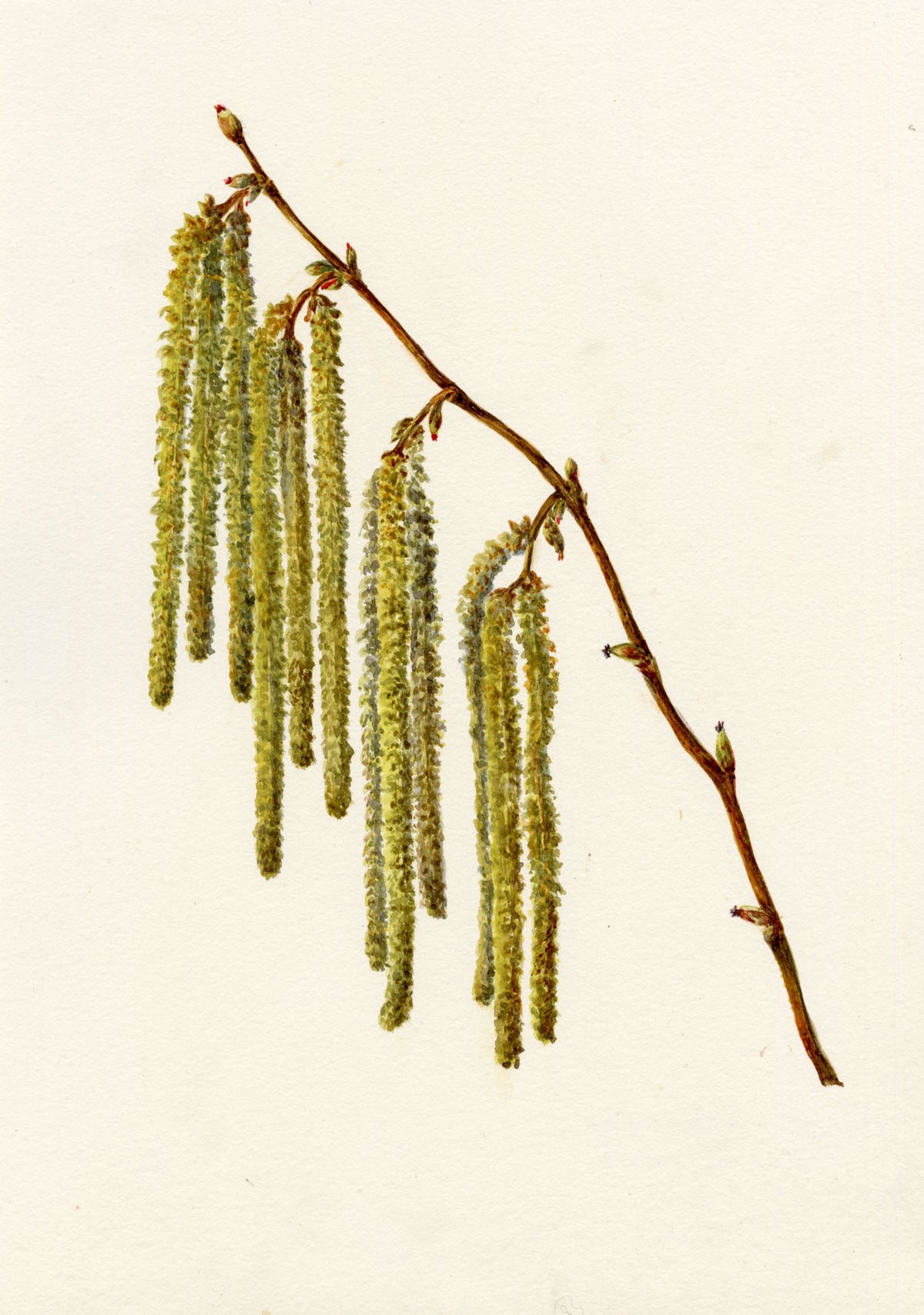 Falloon, Common Hazel Tree Catkins (Corylus avellana), Temple Ewell, Kent – 1912 watercolour painting