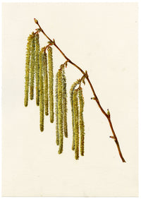 Falloon, Common Hazel Tree Catkins (Corylus avellana), Temple Ewell, Kent – 1912 watercolour painting