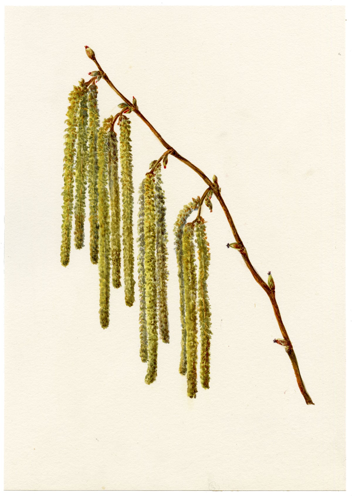 Falloon, Common Hazel Tree Catkins (Corylus avellana), Temple Ewell, Kent – 1912 watercolour painting