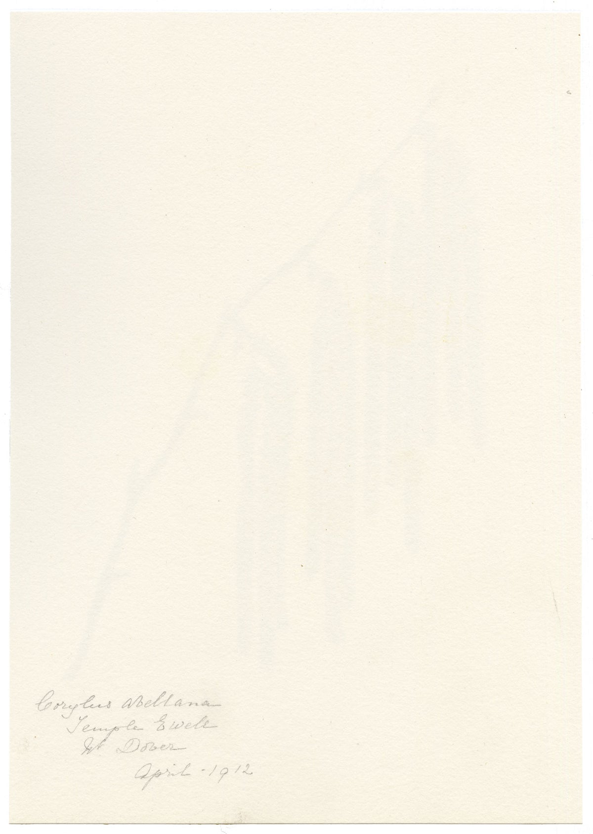 Falloon, Common Hazel Tree Catkins (Corylus avellana), Temple Ewell, Kent – 1912 watercolour painting