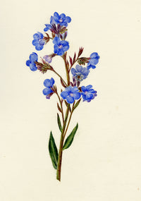 Falloon, Italian Bugloss Flower (Anchusa Italica), Lord's Wood, Kent – 1915 watercolour painting